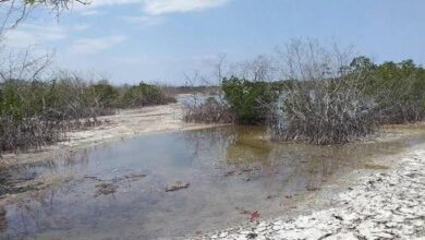Photo of ASOPETMON DECLARA ALERTA AMBIENTAL MÁXIMA EN MONTECRISTI: EXIGE DETENER INVASIÓN CORPORATIVA Y DESTRUCCIÓN DE MANGLARES EN ESTERO BALSA