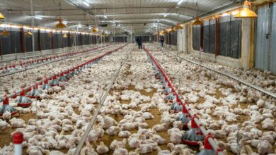 Photo of El país producirá más de 400 millones de huevos de mesa este mes
